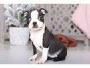Boston Terrier Puppy for sale in Butler, OH, USA