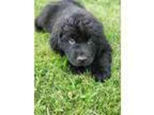 Newfoundland Puppy for sale in Findlay, OH, USA