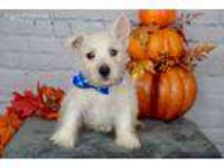 West Highland White Terrier Puppy for sale in Milton, WA, USA