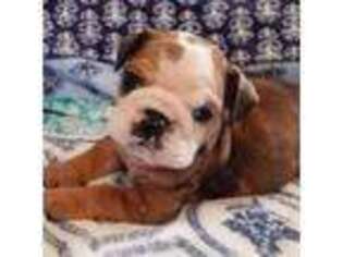 Bulldog Puppy for sale in Urbana, MO, USA