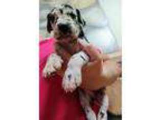 Great Dane Puppy for sale in Marshallville, OH, USA