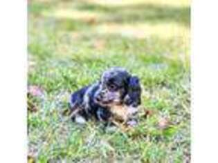 Dachshund Puppy for sale in Lobelville, TN, USA