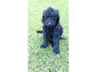 Labradoodle Puppy for sale in Havelock, NC, USA