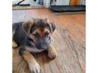 German Shepherd Dog Puppy for sale in Holtsville, NY, USA