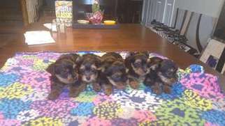 Yorkshire Terrier Puppy for sale in Beavercreek, OR, USA