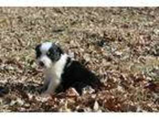 Border Collie Puppy for sale in Perry, KS, USA