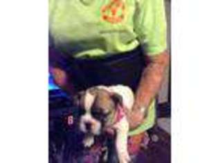 French Bulldog Puppy for sale in Gaston, SC, USA