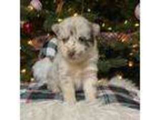 Mutt Puppy for sale in Rustburg, VA, USA