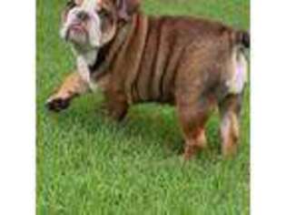 Bulldog Puppy for sale in Conyers, GA, USA