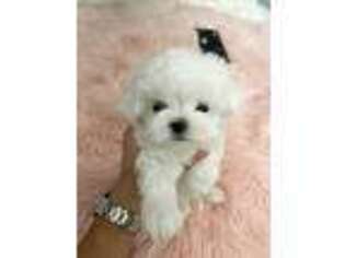 Maltese Puppy for sale in Wellesley, MA, USA