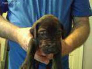 Great Dane Puppy for sale in Harrison Township, MI, USA