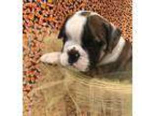 Bulldog Puppy for sale in Carthage, MS, USA