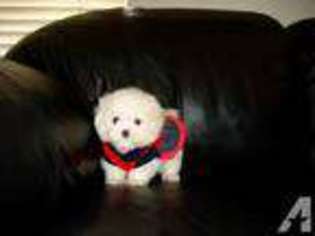 Maltese Puppy for sale in FREMONT, CA, USA