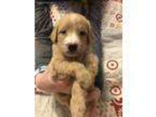Goldendoodle Puppy for sale in Canton, TX, USA