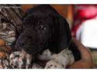 Great Dane Puppy for sale in Floyd, VA, USA