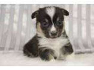 Pembroke Welsh Corgi Puppy for sale in Sapulpa, OK, USA