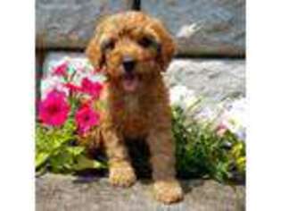 Cavapoo Puppy for sale in New Bloomfield, PA, USA
