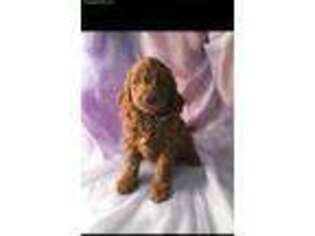 Goldendoodle Puppy for sale in Joice, IA, USA