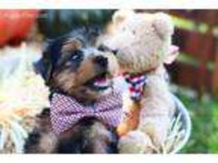 Yorkshire Terrier Puppy for sale in Mobile, AL, USA