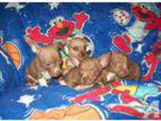 Chihuahua Puppy for sale in CLAYTON, NC, USA