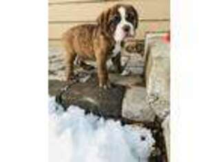 Olde English Bulldogge Puppy for sale in Des Moines, IA, USA
