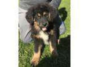 Tibetan Mastiff Puppy for sale in Lockport, IL, USA
