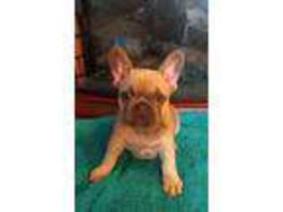 French Bulldog Puppy for sale in Greenwich, OH, USA