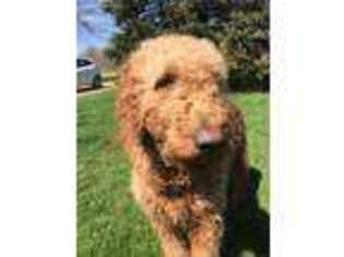 Goldendoodle Puppy for sale in Portage, MI, USA