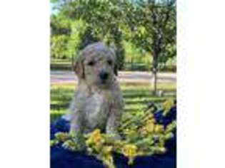 Goldendoodle Puppy for sale in Poplar Bluff, MO, USA