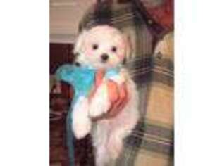 Maltese Puppy for sale in Lexington, TN, USA