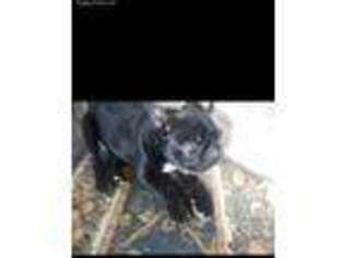 French Bulldog Puppy for sale in Sharpsburg, KY, USA