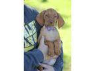 Vizsla Puppy for sale in Rockford, IL, USA