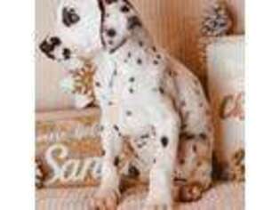 Dalmatian Puppy for sale in Lacey, WA, USA