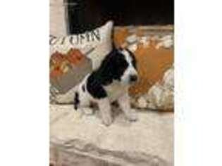 Mutt Puppy for sale in Splendora, TX, USA