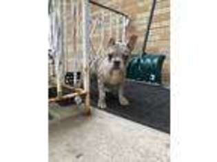 French Bulldog Puppy for sale in Munster, IN, USA