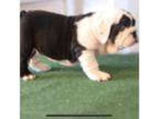 Bulldog Puppy for sale in Hurt, VA, USA