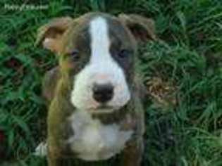 American Bulldog Puppy for sale in Greenwood, MS, USA