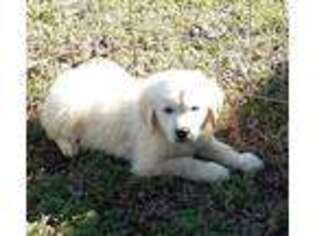 Golden Retriever Puppy for sale in Camden, SC, USA