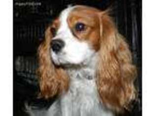 Cavalier King Charles Spaniel Puppy for sale in San Diego, CA, USA