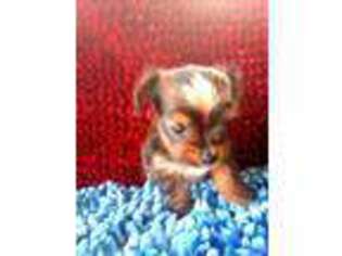 Yorkshire Terrier Puppy for sale in Blackwell, OK, USA