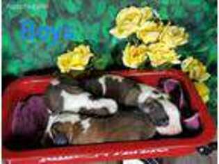 Saint Bernard Puppy for sale in Harlan, IN, USA