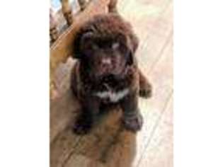 Newfoundland Puppy for sale in Jacksonville, FL, USA
