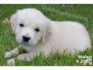 Golden Retriever Puppy for sale in SOUTHINGTON, OH, USA