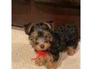 Yorkshire Terrier Puppy for sale in Allentown, PA, USA