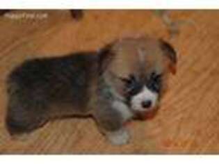 Pembroke Welsh Corgi Puppy for sale in Falls City, OR, USA