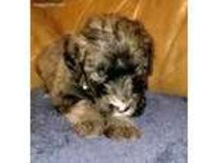 Mutt Puppy for sale in Wendell, ID, USA