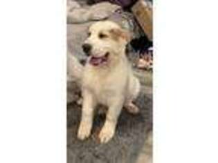 Mutt Puppy for sale in Oroville, CA, USA