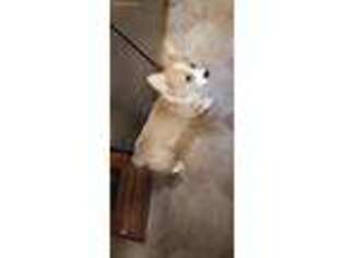 Pembroke Welsh Corgi Puppy for sale in Earlsboro, OK, USA