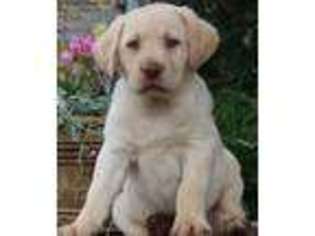 Labrador Retriever Puppy for sale in Fairfax, VA, USA