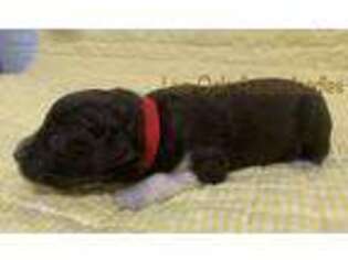 Mutt Puppy for sale in Zavalla, TX, USA
